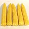 ПР39Р20 ФАО 290