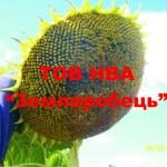 Подсолнечник Тайфун