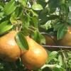 Груша сорт Рояль зимняя