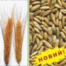 Рожь озимая Хамарка
