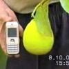 Саженцы лимона Киевский крупноплодный от 150грн