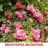 Роза Миниатюрка Малиновая