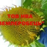 Подсолнечник Донской крупноплодный