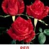 роза Ред Інтуишн